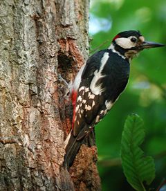 Голям пъстър кълвач  (Dendrocopos  major )